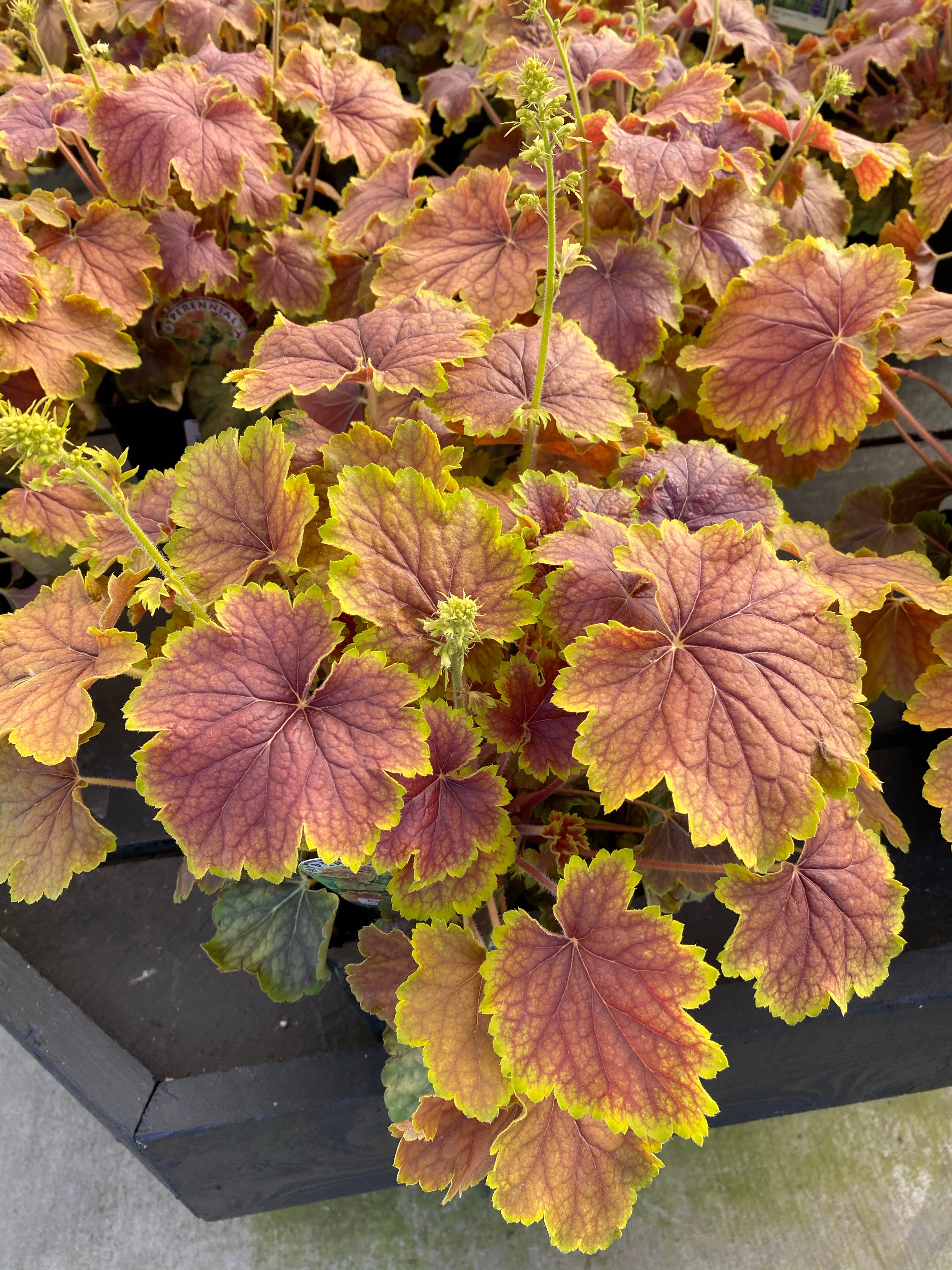 Heuchera Delta Dawn 1G